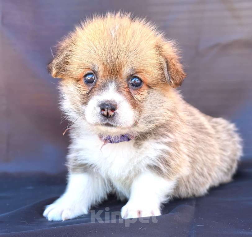 Собаки в Москве: Девочка вельш корги пемброк рыж белая Девочка, 60 000 руб. - фото 7