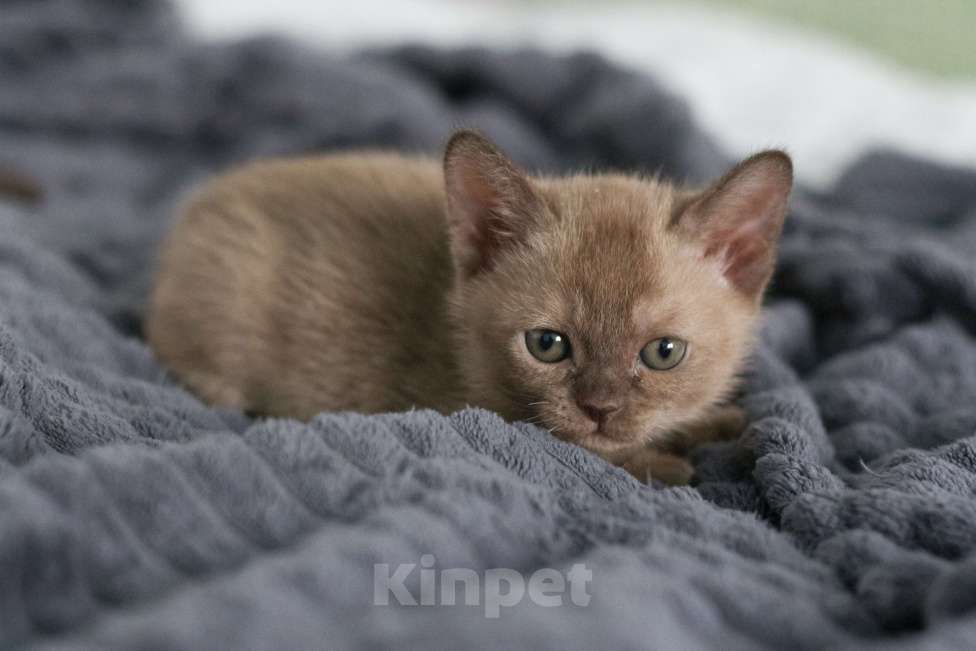 Кошки в Нижнем Новгороде: Европейская бурма, кошечка, шоколадный окрас Девочка, 46 000 руб. - фото 6