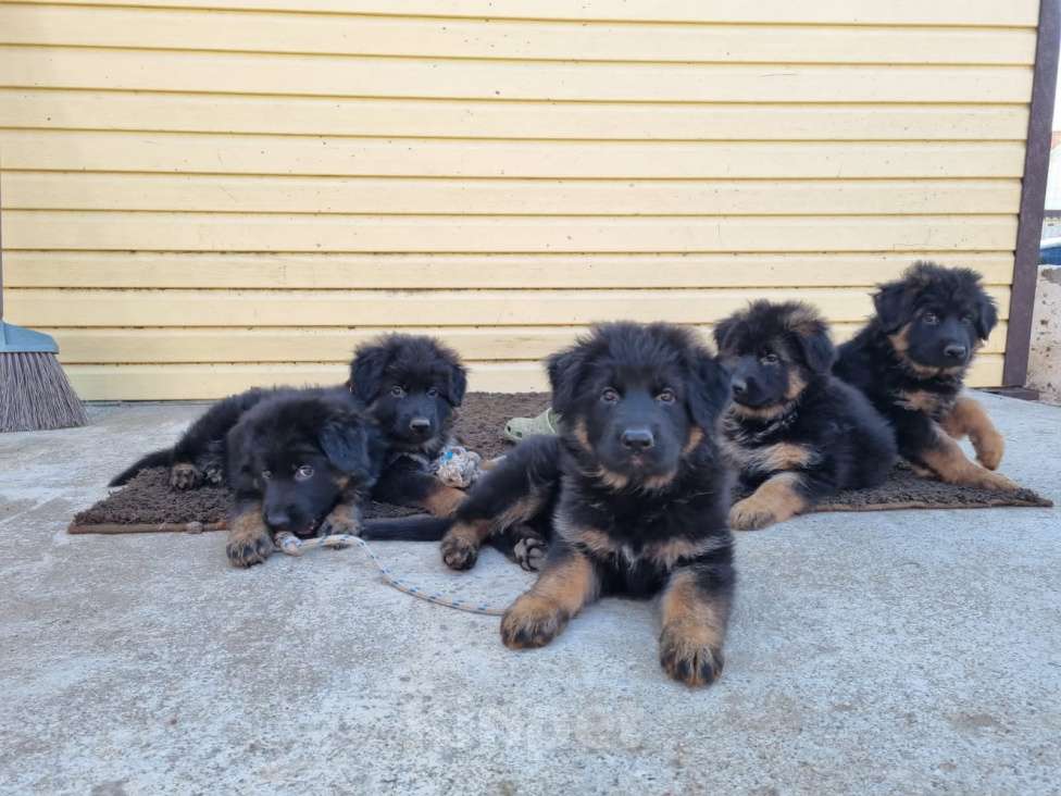 Собаки в Опочке: Продам щенков  Девочка, 30 000 руб. - фото 2