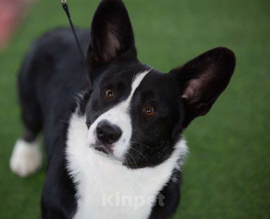 Собаки в Санкт-Петербурге: Племенной кобель Вельш корги кардиган Мальчик, Бесплатно - фото 5