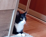 Кошки в Томске: Котик Семён Мальчик, Бесплатно - фото 7