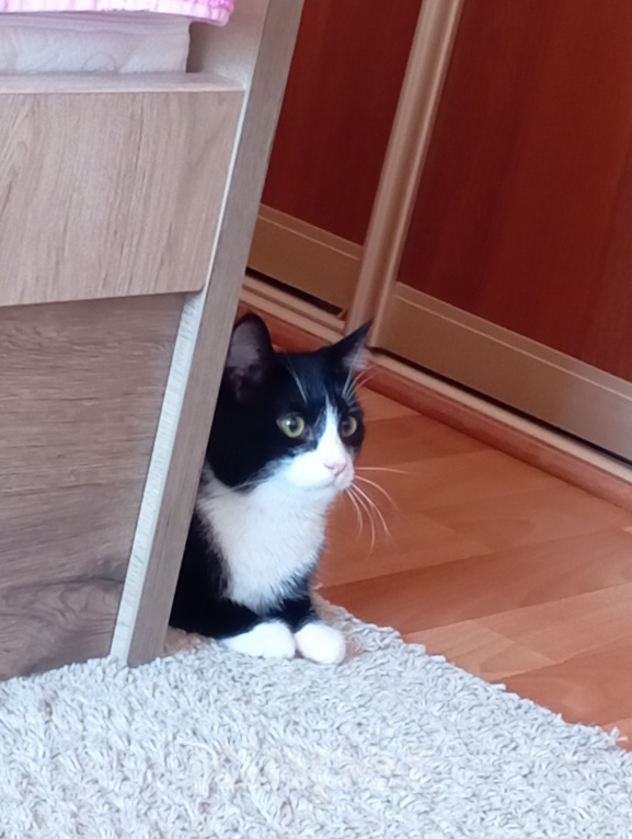 Кошки в Томске: Котик Семён Мальчик, Бесплатно - фото 7