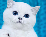 Кошки в Москве: Британский синеглазый Вельвет Мальчик, 35 000 руб. - фото 1