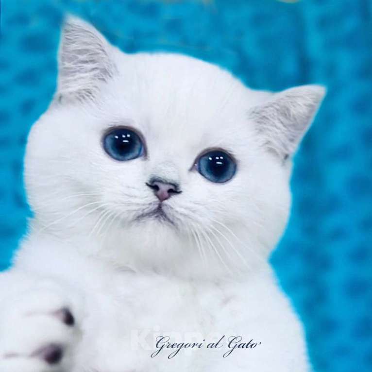 Кошки в Москве: Британский синеглазый Вельвет Мальчик, 35 000 руб. - фото 1