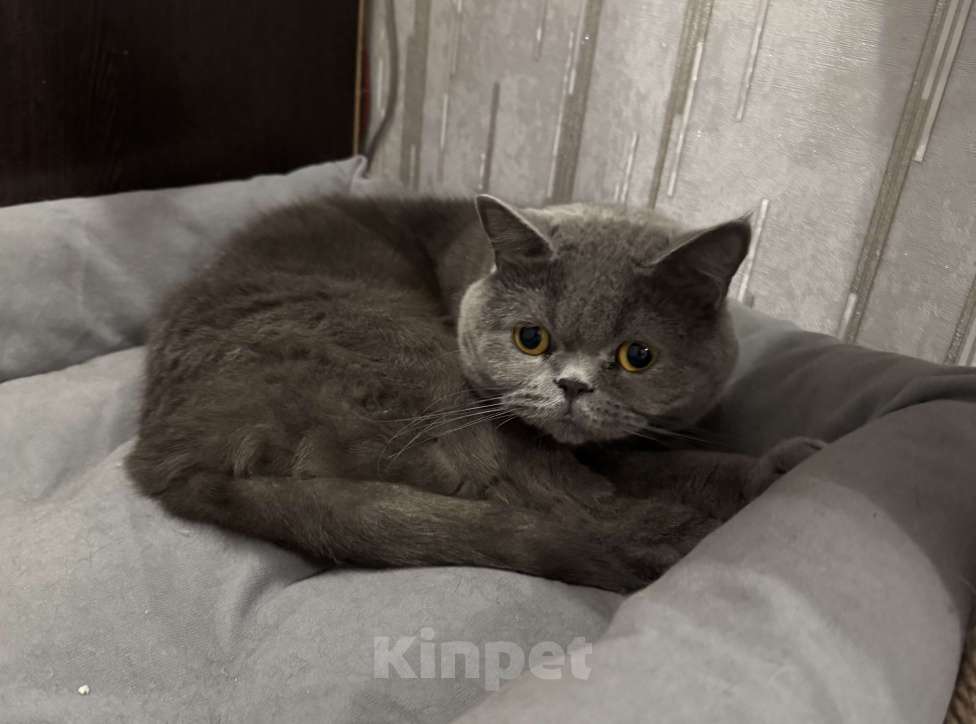 Кошки в Рязани: Продам Мальчик, 10 000 руб. - фото 3