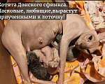 Кошки в Казани: Котята Донского Сфинкса Разнополые, 15 000 руб. - фото 1