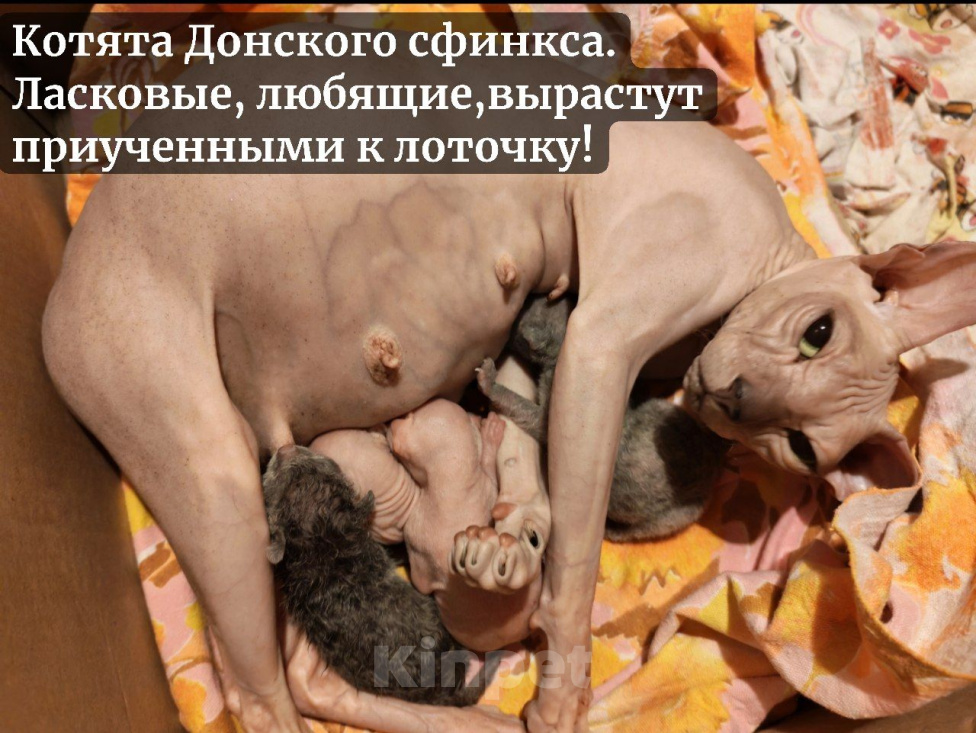 Кошки в Казани: Котята Донского Сфинкса Разнополые, 15 000 руб. - фото 1
