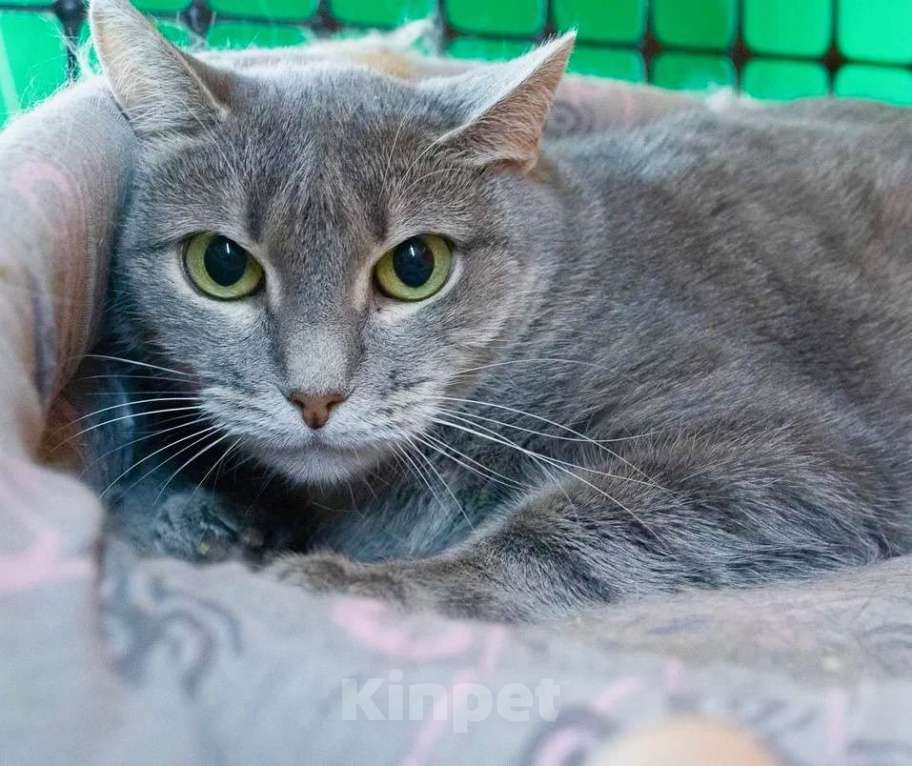 Кошки в Москве: Кошка-невидимка Есения в добрые руки Девочка, Бесплатно - фото 1