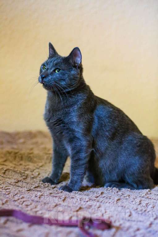 Кошки в Москве: Взрослый серый плюшевый кот в дар Мальчик, Бесплатно - фото 2