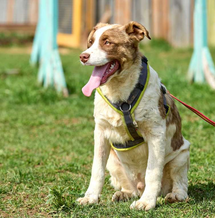 Собаки в Кубинке: Барни из приюта ищет дом. Мальчик, Бесплатно - фото 4