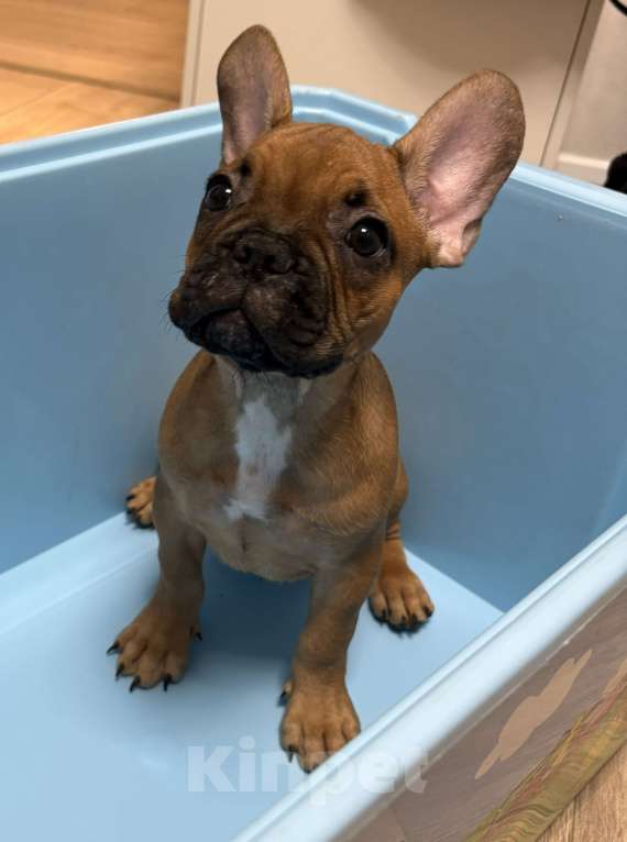 Собаки в Воронеже: Французские булочки Мальчик, 20 000 руб. - фото 2