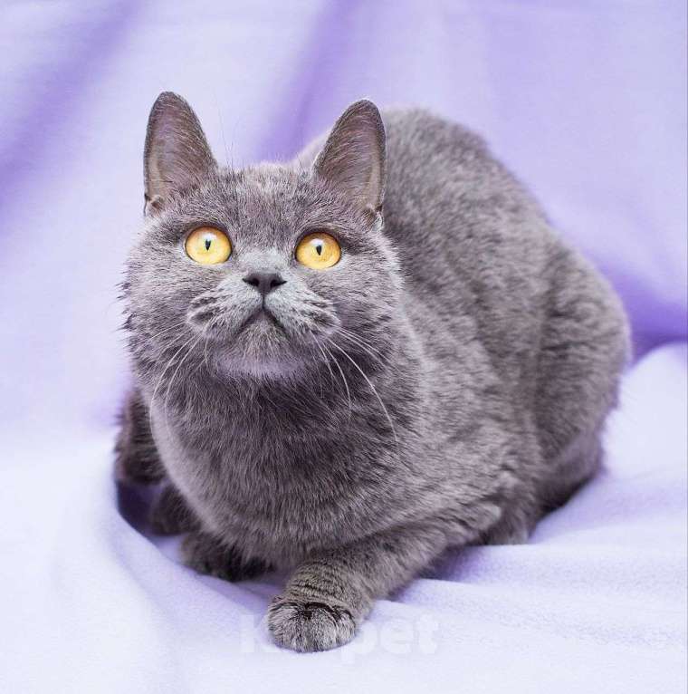 Кошки в Москве: Хозяин умер, а кошечку хотели выгнать из онкоцентра 💔  Девочка, Бесплатно - фото 3