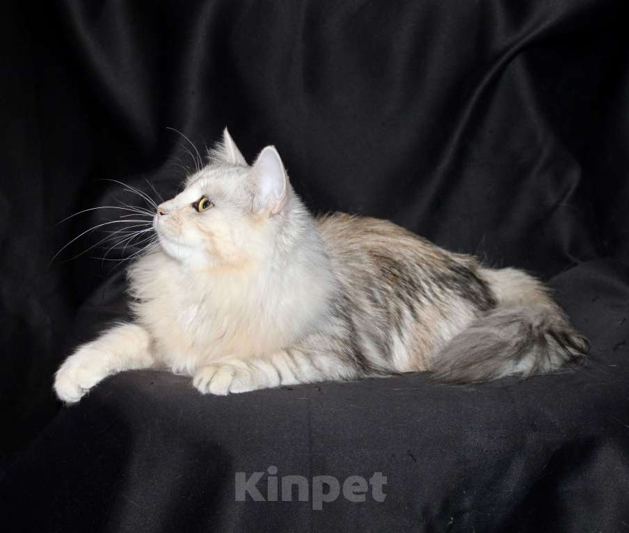 Кошки в Тюмени: Сибирский котёнок Девочка, 15 000 руб. - фото 6