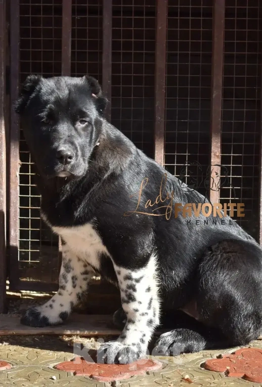 Собаки в Воронеже: Среднеазиатская Овчарка Разнополые, 60 000 руб. - фото 4