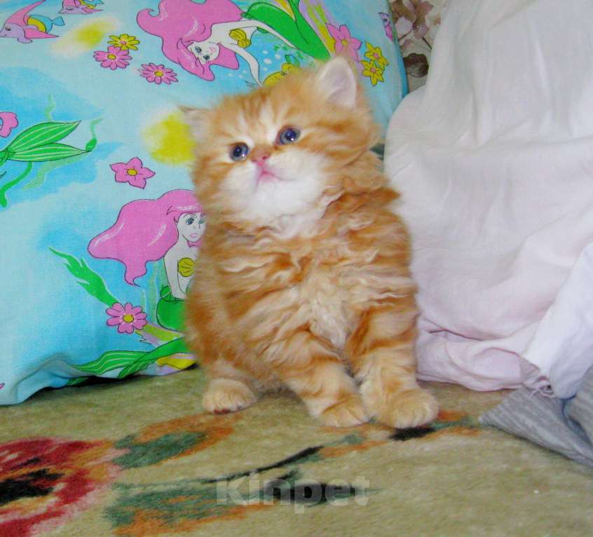 Кошки в Ставрополе: Красный мраморный хайленд Девочка, 25 000 руб. - фото 3