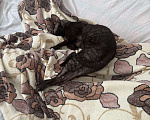 Кошки в Люберцах: Котик Корниш Рекс  Мальчик, 10 000 руб. - фото 2