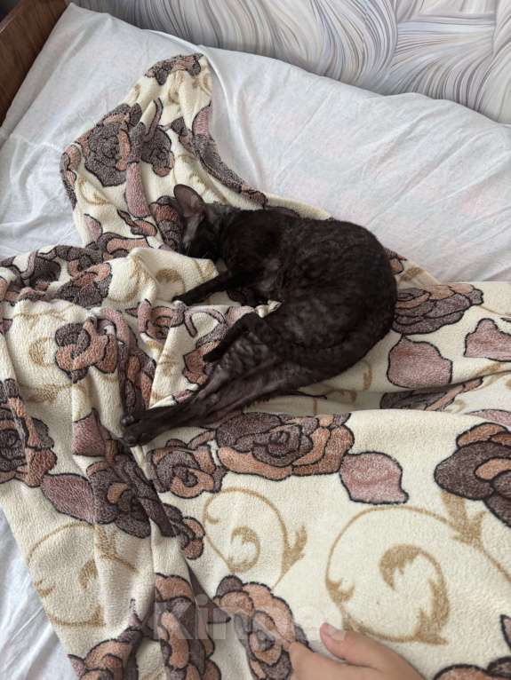 Кошки в Люберцах: Котик Корниш Рекс  Мальчик, 8 000 руб. - фото 2