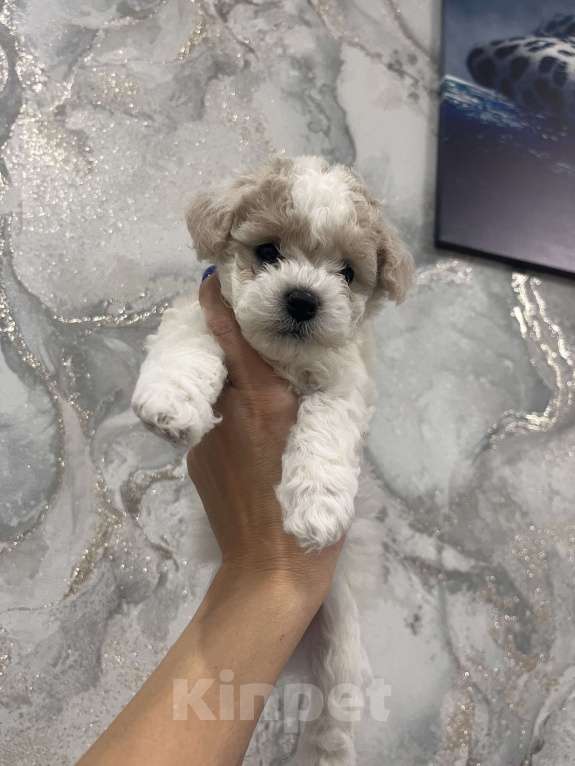 Собаки в Иркутске: Готовы переехать в новый дом, милые щенки породы Бишон фризе. 5 Родились 25.08.25. Девочка, 45 000 руб. - фото 5