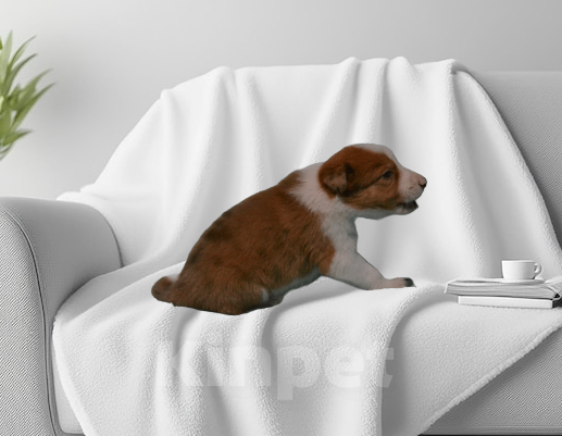 Собаки в Москве: Бордер колли девочка- Огонь Девочка, 120 000 руб. - фото 5