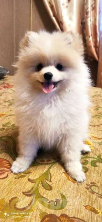 Собаки в Москве: Померанский шпиц. Девочка, 25 000 руб. - фото 2