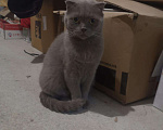 Кошки в Кстово: Кошка. Британская, 500 руб. - фото 3