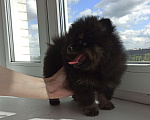 Собаки в Москве: Щенок шпица Мальчик, 45 000 руб. - фото 2
