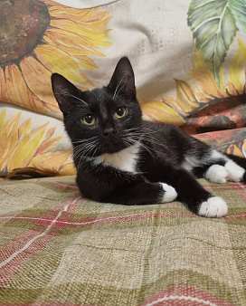 Котенок Фи-фи