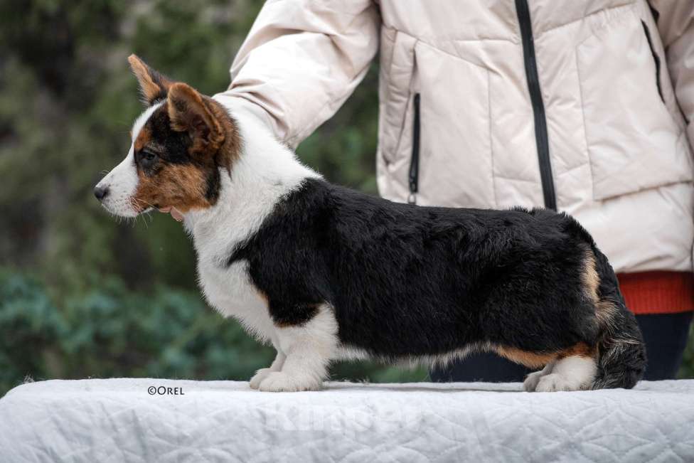 Собаки в других городах Краснодарского края: Щенки вельш корги кардиган Мальчик, 60 000 руб. - фото 7