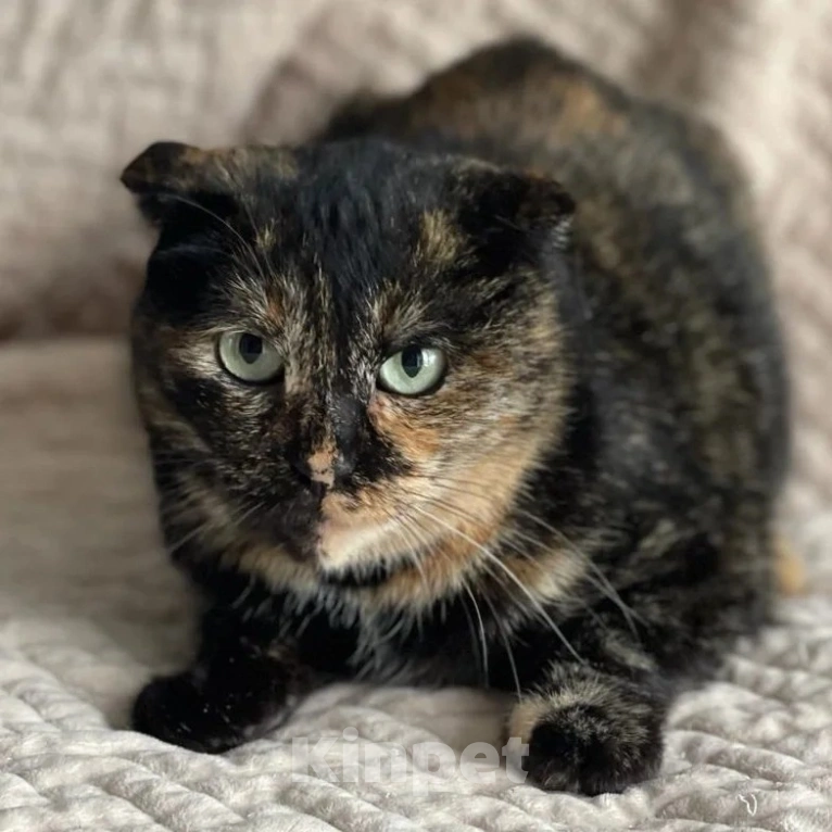 Кошки в Москве: Вислоухую кошечку выкинули хозяева Девочка, Бесплатно - фото 2