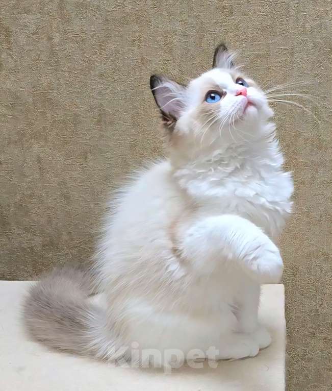 Кошки в других городах Тульской области: IRBIS Casteldolls Melani  Девочка, 130 000 руб. - фото 2