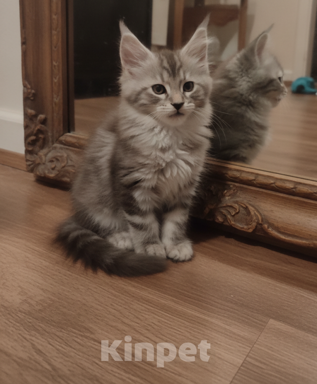 Кошки в Череповце: Котенок мейн-кун Мальчик, 80 000 руб. - фото 2