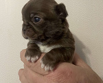 Собаки в Санкт-Петербурге: Щенок чихуахуа Девочка, 50 000 руб. - фото 3