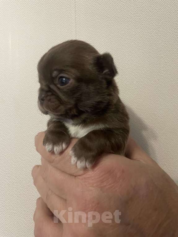 Собаки в Санкт-Петербурге: Щенок чихуахуа Девочка, 50 000 руб. - фото 3