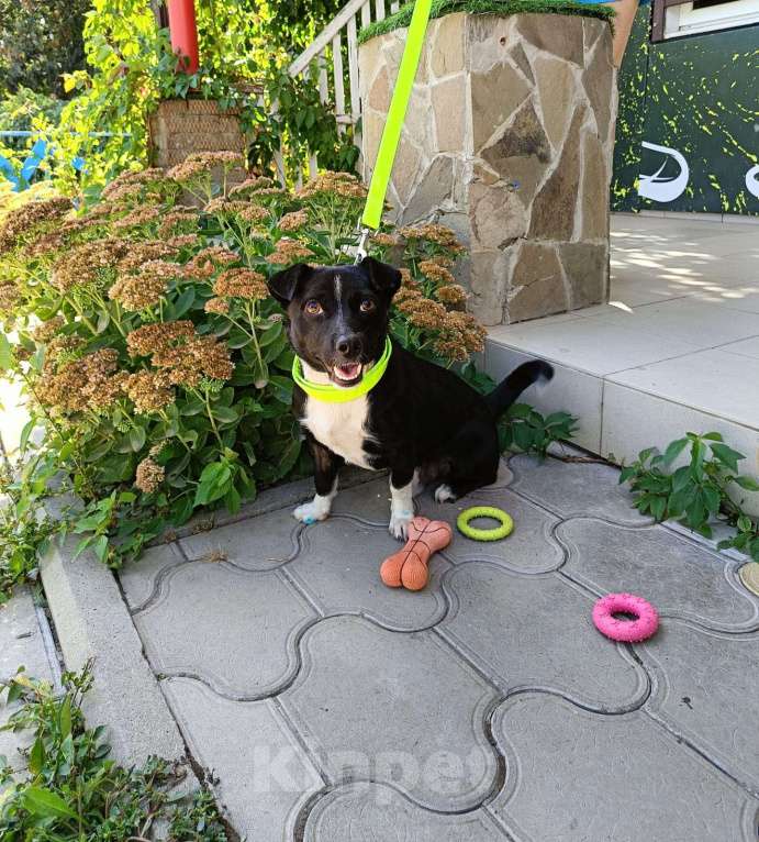 Собаки в Краснодаре: в добрые руки Мальчик, 1 руб. - фото 3