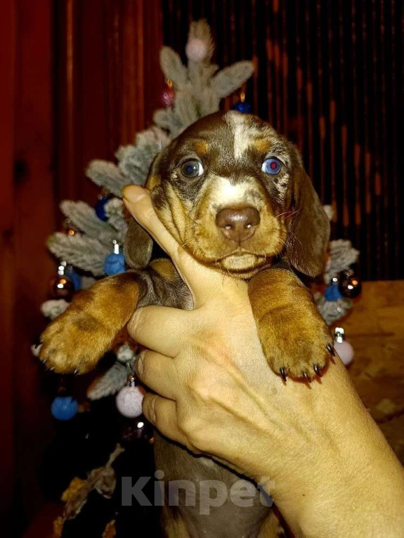 Собаки в других городах Московской области: Мраморный мальчик Мальчик, 100 000 руб. - фото 1