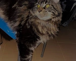 Кошки в Апрелевке: Котёнок мейн-Куна  Мальчик, 35 000 руб. - фото 6