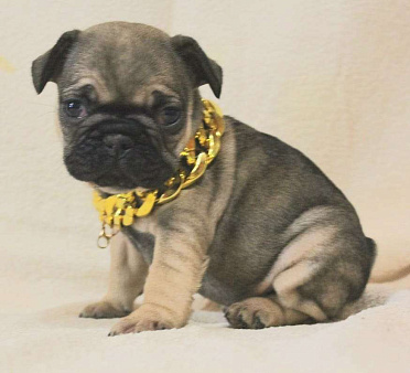 Очаровательная девочка