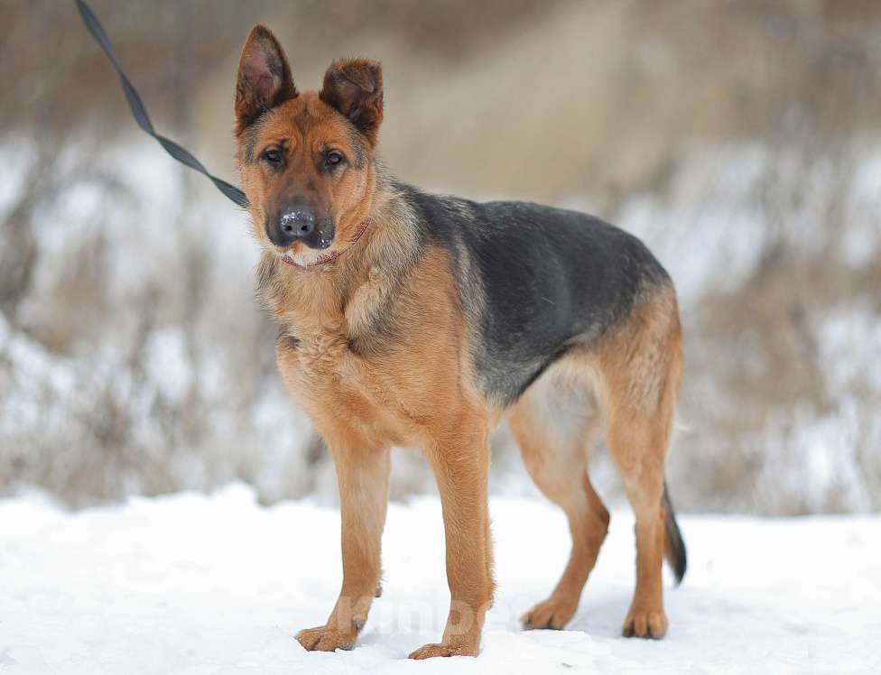 Собаки в Москве: Акулина, ласковая овчарка Девочка, 1 руб. - фото 3