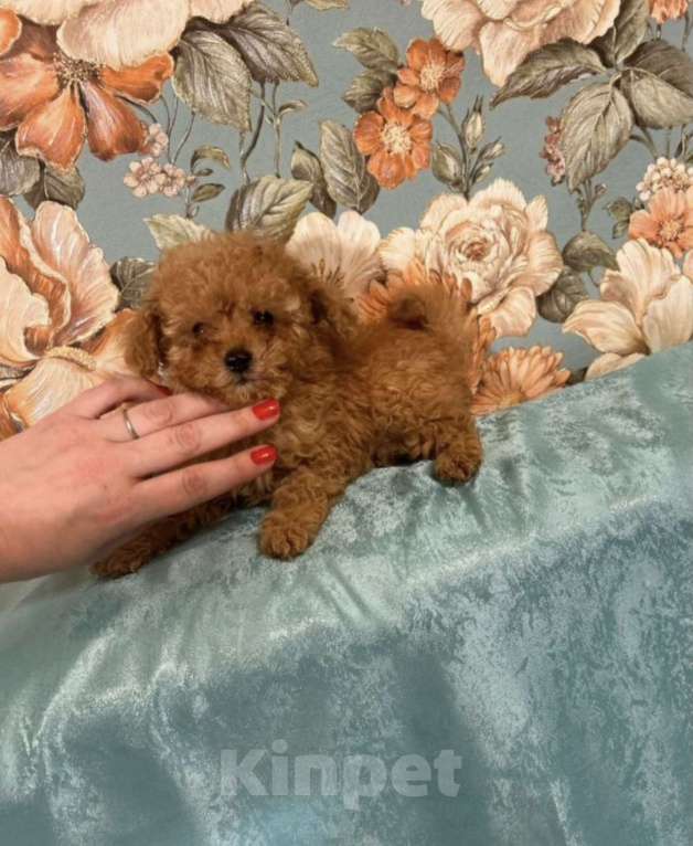 Собаки в Москве: Той пудель микро  Мальчик, 65 000 руб. - фото 2