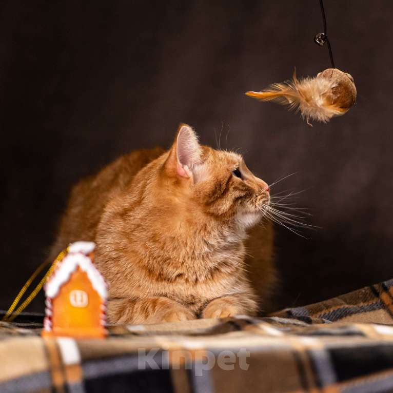 Кошки в Клине: Ханни — очаровательная кошечка Девочка, Бесплатно - фото 7