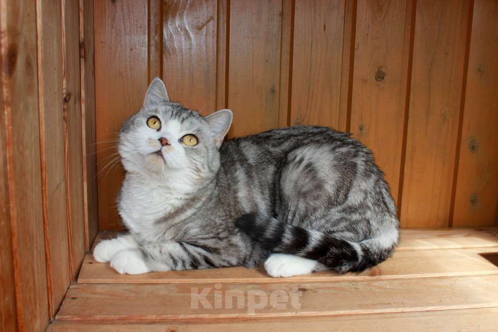 Кошки в Санкт-Петербурге: Мрамор на серебре шикарная красавица Девочка, 1 000 руб. - фото 4