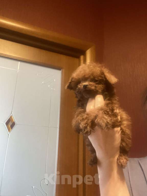 Собаки в Москве: Микро той пудель Китай  Мальчик, 200 000 руб. - фото 1