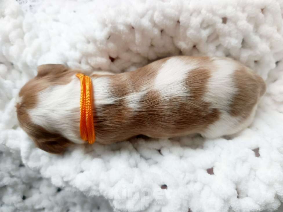 Собаки в Москве: Щенок Мальчик, 130 000 руб. - фото 4