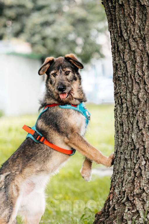 Собаки в Москве: Фокс - энергия и красота в одном флаконе! Мальчик, Бесплатно - фото 6