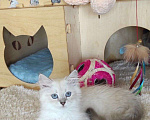 Кошки в Новосибирске: ♂️ Olivine   Мальчик, 40 000 руб. - фото 3