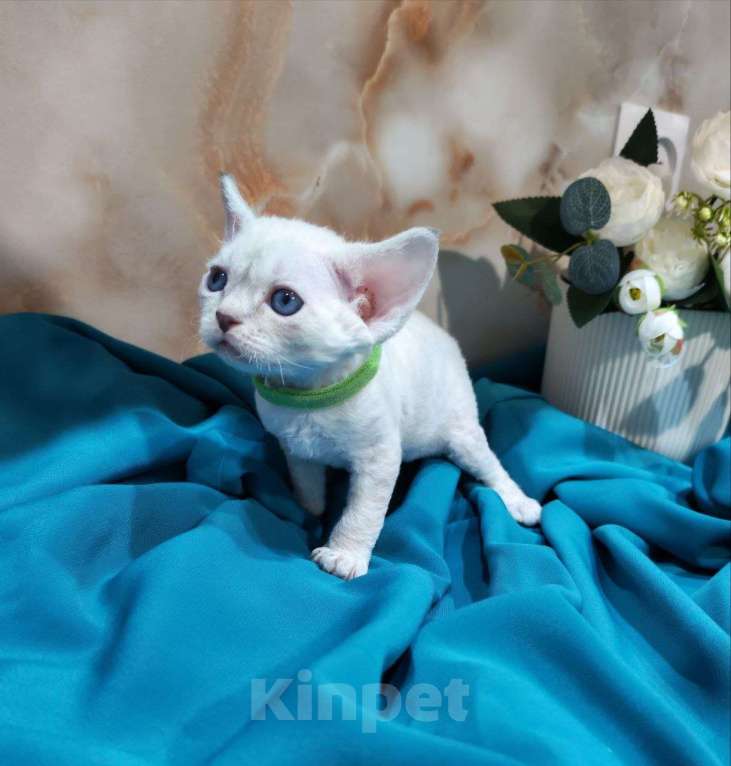 Кошки в Горячем Ключе: Котенок Девон Рекс мальчик с голубыми глазами Мальчик, 60 000 руб. - фото 6