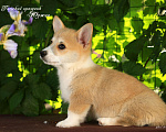 Собаки в Мытищах: Щенки вельш-корги пемброк Мальчик, Бесплатно - фото 6
