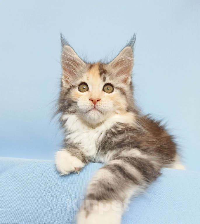 Кошки в Москве: Котята Мейн-Кун из питомника Девочка, 50 000 руб. - фото 8