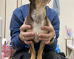 Собаки в Краснодаре: найдена собака Заполярная 37 Девочка, Бесплатно - фото 2