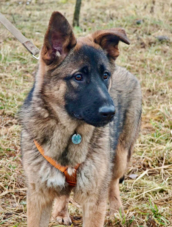 Собаки в Москве: Щенок Лео ищет дом Мальчик, Бесплатно - фото 3